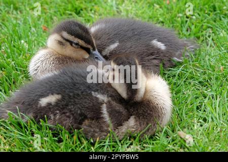 Les conduits Mallard se sont assis sur l'herbe au printemps. Banque D'Images