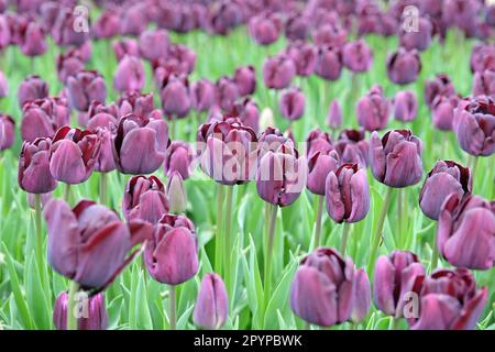 Tulipe triomphe « Paul Scherer » en fleur. Banque D'Images