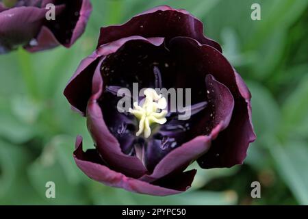 Tulipe triomphe « Paul Scherer » en fleur. Banque D'Images