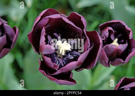 Tulipe triomphe « Paul Scherer » en fleur. Banque D'Images