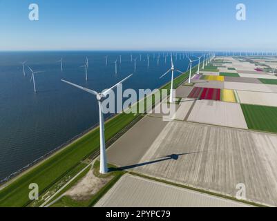 Images spectaculaires d'éoliennes dominant des champs de tulipes vibrantes dans la campagne hollandaise. Banque D'Images