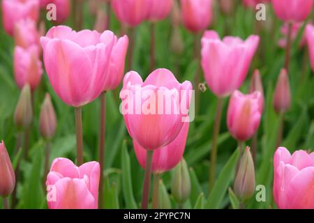 Triomphe Tulip 'maîtresse' en fleur. Banque D'Images