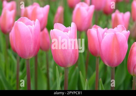 Triomphe Tulip 'maîtresse' en fleur. Banque D'Images