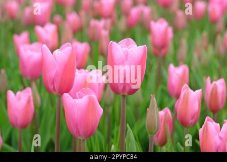 Triomphe Tulip 'maîtresse' en fleur. Banque D'Images