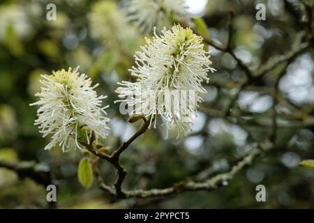 Alder de sorcière de montagne en fleur. Banque D'Images