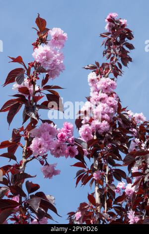 Prunus serrulata 'Royal Bourgogne', rose, Prunus 'Royal Bourgogne' Banque D'Images