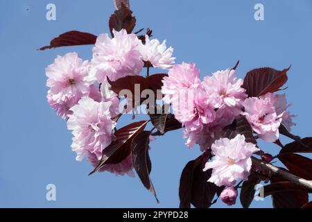 Prunus serrulata 'Royal Bourgogne', fleur, Prunus 'Royal Bourgogne', rose, fleurs sur une branche Banque D'Images