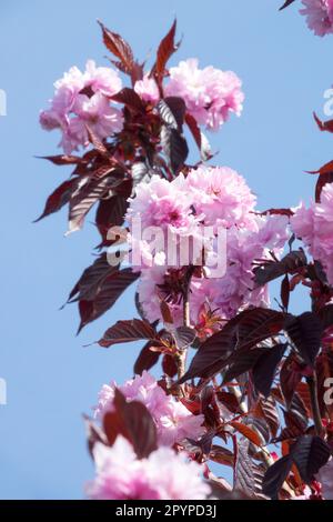 Prunus serrulata « Bourgogne royal » Banque D'Images