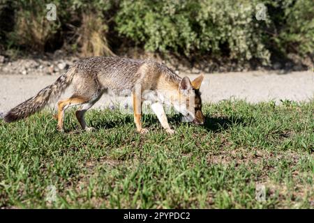 Un renard est museau-profond dans un champ herbacé luxuriant, explorant son habitat avec son sens aigu de l'odeur Banque D'Images