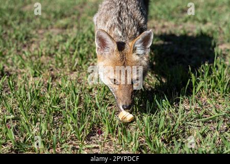 Un renard est museau-profond dans un champ herbacé luxuriant, explorant son habitat avec son sens aigu de l'odeur Banque D'Images