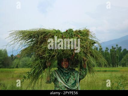 Srinagar Cachemire, Inde. 04th mai 2023. Une femme cachemiri porte un faisceau d'herbe sur sa tête, un jour nuageux à Srinagar. Sur 04 mai 2023, au Cachemire de Srinagar, Inde. (Credit image: © Firdous Nazir/eyepix via ZUMA Press Wire) USAGE ÉDITORIAL SEULEMENT! Non destiné À un usage commercial ! Banque D'Images