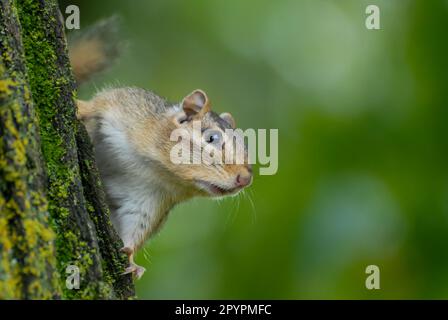 Bayfield, Wisconsin. Forêt nationale de Chequamegon-Nicolet. Chipmunk de l'est, Tamias striatus accroché sur le côté d'un tronc d'arbre. Banque D'Images