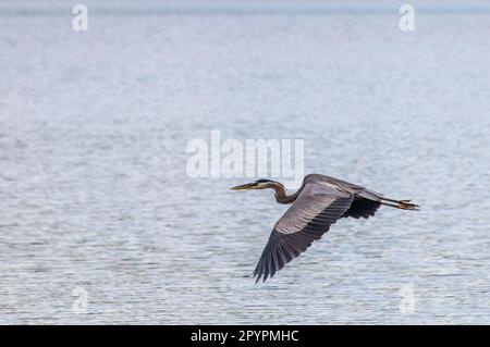 Vadnais Heights, Minnesota. Parc régional du lac Vadnais. Grand héron bleu, herodias d'Ardea survolant un lac. Banque D'Images