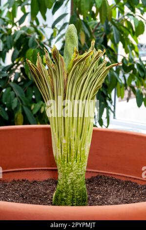 St. Paul, Minnesota. Jardin d'hiver Marjorie McNeely. L'arum titan ou fleur de cadavre, Amorphophallus titanum est une plante à fleurs indigène seulement à Th Banque D'Images