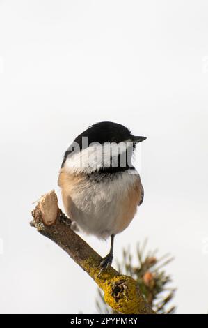 Vadnais Heights, Minnesota. Chickadee à capuchon noir, Poecile atycapillus en hiver avec fond blanc. Banque D'Images