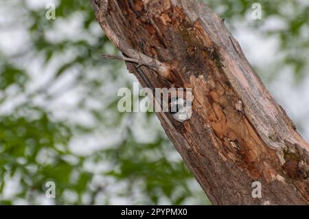 Vadnais Heights, Minnesota. Forêt John H. Allison. Chickadee à capuchon noir, Poecile atricapillus construisant un nid dans un vieux arbre décidé et portant Banque D'Images