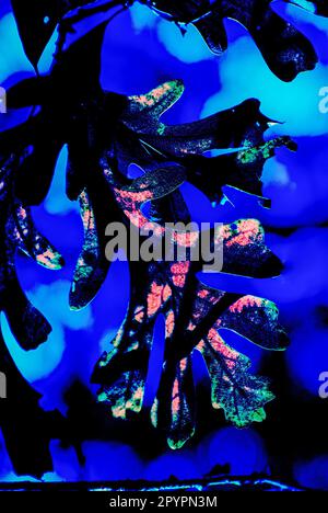 Vadnais Heights, Minnesota. Belle version artistique des feuilles de Bur Oak Backlit. 'Quercus macrocarpa' Banque D'Images