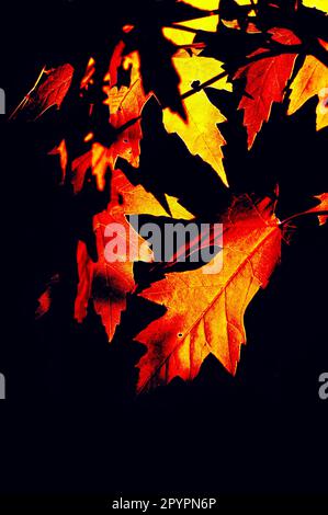 Little Canada, Minnesota. Belle version artistique de feuilles d'érable argenté 'Acer saccharinum' Banque D'Images