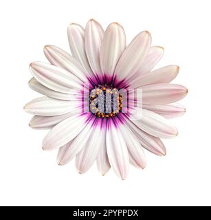 Pâquerette de fleur Osteosperumum rose et blanche isolée sur fond blanc. Macro gros plan. Une fleur blanche de Marguerite de cape avec centre violet isolé Banque D'Images