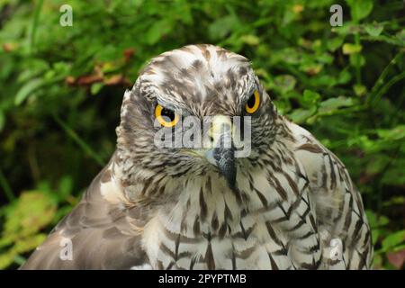 Gros plan sur Un Hawk au zoo de Ranua en Finlande, lors d'une journée d'été Banque D'Images