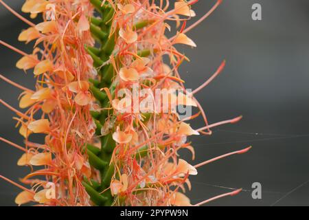 Gros plan sur le gingembre orange (Hedychium coccineum) Banque D'Images