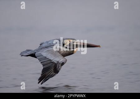 Pélican brun volant au-dessus de l'océan, Floride Banque D'Images