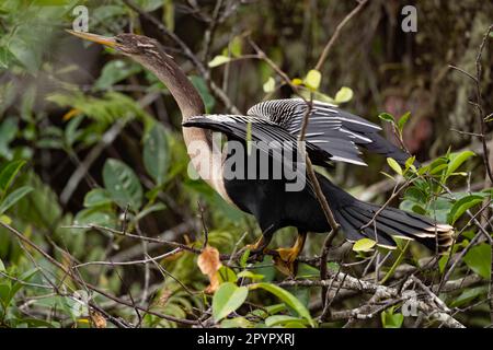 Anhinga avec ailes étirées, Floride Banque D'Images