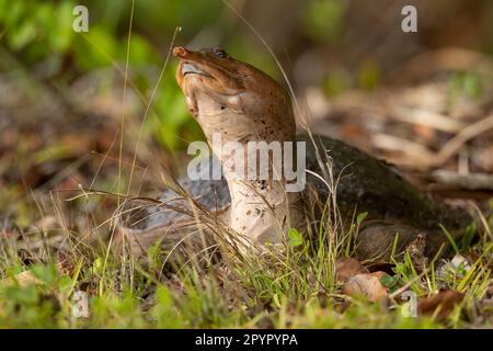 Tortue molle de Floride sur terre Banque D'Images