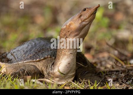 Tortue molle de Floride sur terre Banque D'Images