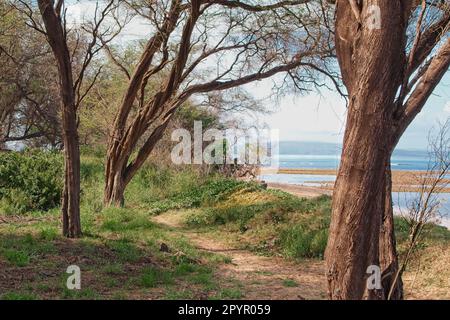 Parc herbacé en bord de mer à Maui. Située près du parc Waipuilani, cette photo présente trois arbres le long d'un sable qui mène à l'océan. Banque D'Images