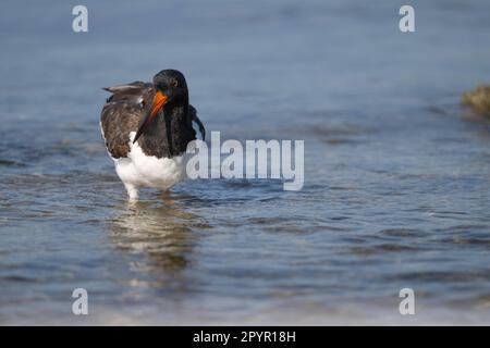 Oystercatcher américain en Floride Banque D'Images