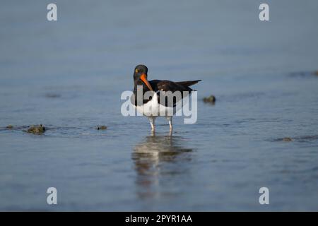 Oystercatcher américain en Floride Banque D'Images