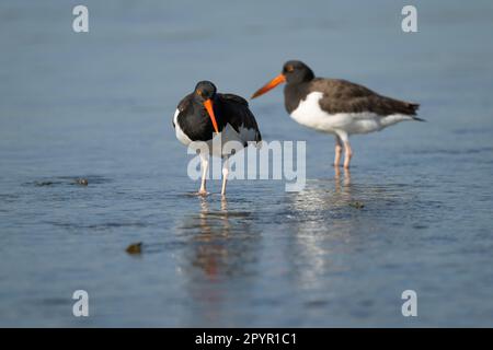 Oystercatcher américain en Floride Banque D'Images