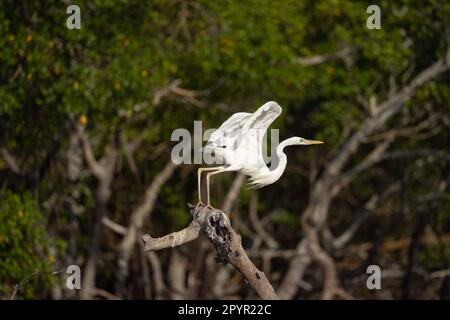 Décollage de White Morph Great Blue Heron Banque D'Images