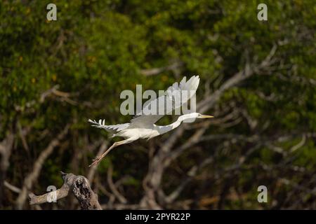 Great Blue Heron White Morph Flying, Floride Banque D'Images