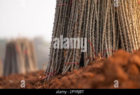 Ferme de manioc. Champ de plante de manioc ou de tapioca. Faisceau d'arbres de manioc dans la ferme de manioc. Le champ labouré pour la plantation des récoltes. Agriculture durable. Banque D'Images