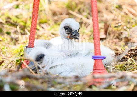 PRODUCTION - 04 mai 2023, Schleswig-Holstein, Großenaspe: Les poussins de porc sont assis sous leur père dans le nid. La petite progéniture grise duveteuse se fait à la maison dans de nombreux nids de cigognes dans le nord. Dans la réserve naturelle d'Eekholt, le troisième jeune a déjà éclos cette semaine. (À dpa: 'Les premiers poussins ont éclos dans la réserve naturelle d'Eekholt et Hambourg') photo: Jonas Walzberg/dpa Banque D'Images