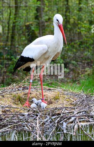 PRODUCTION - 04 mai 2023, Schleswig-Holstein, Großenaspe : un cigote se dresse au-dessus de sa progéniture dans le nid. La petite progéniture grise duveteuse se fait à la maison dans de nombreux nids de cigognes dans le nord. Dans la réserve naturelle d'Eekholt, le troisième jeune a déjà éclos cette semaine. (À dpa: 'Les premiers poussins ont éclos dans la réserve naturelle d'Eekholt et Hambourg') photo: Jonas Walzberg/dpa Banque D'Images