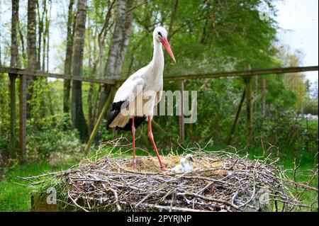 PRODUCTION - 04 mai 2023, Schleswig-Holstein, Großenaspe : un cigote se dresse au-dessus de sa progéniture dans le nid. La petite progéniture grise duveteuse se fait à la maison dans de nombreux nids de cigognes dans le nord. Dans la réserve naturelle d'Eekholt, le troisième jeune a déjà éclos cette semaine. (À dpa: 'Les premiers poussins ont éclos dans la réserve naturelle d'Eekholt et Hambourg') photo: Jonas Walzberg/dpa Banque D'Images