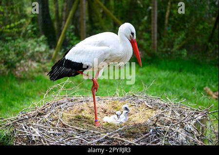 PRODUCTION - 04 mai 2023, Schleswig-Holstein, Großenaspe : un cigote se dresse au-dessus de sa progéniture dans le nid. La petite progéniture grise duveteuse se fait à la maison dans de nombreux nids de cigognes dans le nord. Dans la réserve naturelle d'Eekholt, le troisième jeune a déjà éclos cette semaine. (À dpa: 'Les premiers poussins ont éclos dans la réserve naturelle d'Eekholt et Hambourg') photo: Jonas Walzberg/dpa Banque D'Images