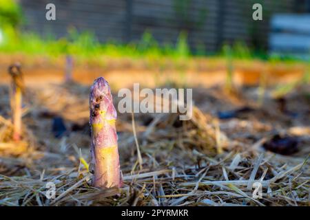 Jeunes asperges dans les gouttes de rosée dans le jardin potager en gros plan. Les premières pousses roses d'asperges poussent dans le potager. Les premières plantes poussent Banque D'Images