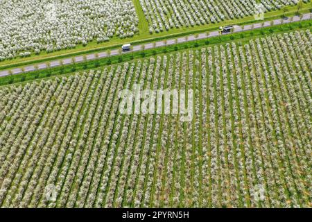 PRODUCTION - 04 mai 2023, Saxe, Sornzig : des voitures longent une route entre des arbres fruitiers en fleurs. Les pommiers en pleine floraison défient les producteurs de fruits de Saxe. Le fruit doit être réduit et réduit, sinon les arbres seront trop pleins, selon le directeur général de l'Association des fruits saxons. Les cerises aigres sont également en pleine floraison, a-t-il dit, alors que les premières cerises douces ont déjà disparu. Pour les agriculteurs, c'est maintenant le temps des soins intensifs pour éviter les dommages causés par les pucerons ou la mouche des pommes et pour fertiliser. (Photo aérienne avec drone) (à dpa: "Trop de fleurs - le producteur de fruits de Saxe Banque D'Images