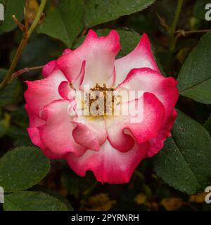 « Betty Boop » Floribunda Rose dans Bloom Banque D'Images