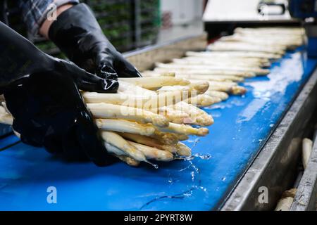 PRODUCTION - 04 mai 2023, Schleswig-Holstein, Barsbüttel: Les asperges fraîchement récoltées et lavées se trouvent sur la courroie transporteuse d'une machine à trier dans le hall d'une ferme avant d'être triées. En Allemagne, il y a une autre journée commémorative sur 5 mai - 'Journée allemande des asperges'. (À dpa: 'Un séjour pour les asperges allemandes') photo: Christian Charisius/dpa Banque D'Images