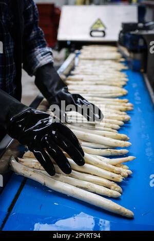 PRODUCTION - 04 mai 2023, Schleswig-Holstein, Barsbüttel: Les asperges fraîchement récoltées et lavées se trouvent sur la courroie transporteuse d'une machine à trier dans le hall d'une ferme avant d'être triées. En Allemagne, il y a une autre journée commémorative sur 5 mai - 'Journée allemande des asperges'. (À dpa: 'Un séjour pour les asperges allemandes') photo: Christian Charisius/dpa Banque D'Images