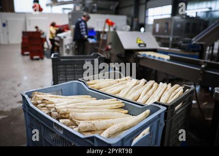 PRODUCTION - 04 mai 2023, Schleswig-Holstein, Barsbüttel : les asperges fraîchement récoltées sont placées dans des boîtes dans le hall d'une ferme avant d'être lavées et triées. En Allemagne, il y a une autre journée commémorative sur 5 mai - 'Journée allemande des asperges'. (À dpa: 'Un séjour pour les asperges allemandes') photo: Christian Charisius/dpa Banque D'Images