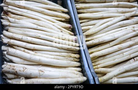 PRODUCTION - 04 mai 2023, Schleswig-Holstein, Barsbüttel : les asperges fraîchement récoltées sont placées dans des boîtes dans le hall d'une ferme avant d'être lavées et triées. En Allemagne, il y a une autre journée commémorative sur 5 mai - 'Journée allemande des asperges'. (À dpa: 'Un séjour pour les asperges allemandes') photo: Christian Charisius/dpa Banque D'Images