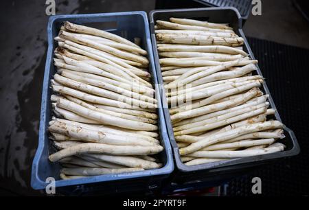 PRODUCTION - 04 mai 2023, Schleswig-Holstein, Barsbüttel : les asperges fraîchement récoltées sont placées dans des boîtes dans le hall d'une ferme avant d'être lavées et triées. En Allemagne, il y a une autre journée commémorative sur 5 mai - 'Journée allemande des asperges'. (À dpa: 'Un séjour pour les asperges allemandes') photo: Christian Charisius/dpa Banque D'Images