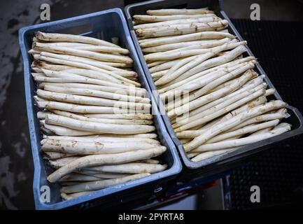 04 mai 2023, Schleswig-Holstein, Barsbüttel: Les asperges fraîchement récoltées se trouvent dans des boîtes dans le hall d'une ferme avant d'être lavées et triées. En Allemagne, il y a une autre journée commémorative sur 5 mai - la « mort des asperges allemandes ». Photo: Christian Charisius/dpa Banque D'Images