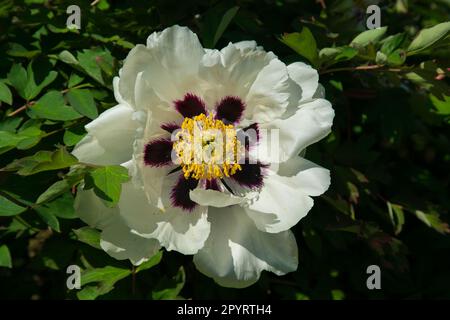 Gros plan de la grosse tête de fleur de pivoine blanche ou de pivoine rockii, gros plan. Fleur blanche délicate Banque D'Images